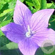 Platycodon grand. 'Mariesii' GM P9
