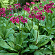 Primula bulleesiana GM P9