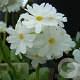 Primula dent. 'Alba' GM P9
