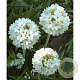 Primula dent. 'Alba' GM P9