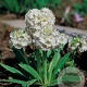 Primula dent. 'Alba' GM P9