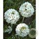 Primula dent. 'Alba' GM P9