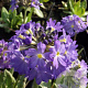 Primula dent. 'Cashmeriana' GM P9