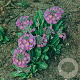 Primula dent. 'Cashmeriana' GM P9