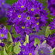 Primula dent. 'Cashmeriana' GM P9