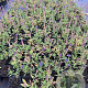 Salvia nem. 'Blauhügel' GM P9