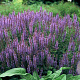 Salvia nem. 'Blauhügel' GM P9