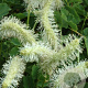 Sanguisorba obtusa 'Alba' GM P9