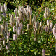Sanguisorba 'Sotomayor' GM P9