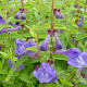 Scutellaria scordiifolia GM P9