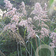 Sorghastrum n. 'Sioux Blue' GM P9