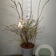 Spiraea cinerea 'Grefsheim' 60-80 cm 7,5L