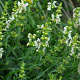 Stachys recta GM P9