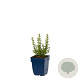 Teucrium lucidrys GM  P11