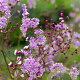 Thalictrum act. 'Perfume Star' GM P9