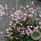 Thalictrum kiusianum GM P9
