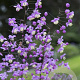 Thalictrum 'Purple Wings' GM P9