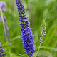 Veronica longif. 'Blauriesin' GM P9