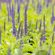 Veronica longif. 'Blauriesin' GM P9