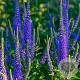 Veronica longif. 'Blauriesin' GM P9