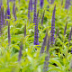 Veronica longif. 'Blauriesin' GM P9