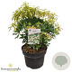 Pinus taiwanensis 30-40 cm 5,0L struik