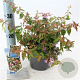 Abelia 'Edward Goucher' 20-25 cm 2,0L