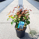 Amelanchier lamarckii 25-30 cm 3,5L