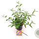 Buddleja d. 'Pink Delight' 30-40 cm 3,0L