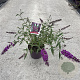 Buddleja d. 'Royal Red' 30-40 cm 3,0L