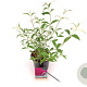 Buddleja d. 'Royal Red' 30-40 cm 3,0L
