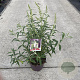 Buddleja d. 'White Profusion' 30-40 cm 3,0L