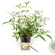 Buddleja d. 'White Profusion' 30-40 cm 3,0L