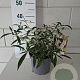 Buddleja d. 'White Profusion' 30-40 cm 3,0L