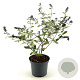 Buddleja Free Petite Blue Heaven 30-40 cm 3,0L