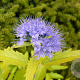 Caryopteris cland. 'Worcester Gold' 20-25 cm 2,0L