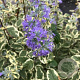 Caryopteris cland. 'White Surprise' 30-40 cm 3,0L