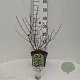 Callicarpa jap. 'Leucocarpa' 30-40 cm 3,0L