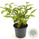 Callicarpa jap. 'Leucocarpa' 30-40 cm 3,0L