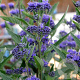 Caryopteris cland. 'Thetis' 30-40 cm 3,0L