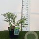 Ceanothus 'Blue Mound' 30-40 cm 3,0L