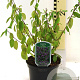 Ceanothus del. 'Henri Défossé' 25-30 cm 2,0L