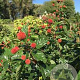 Cephalanthus o. Sugar Shack 25-30 cm 3,5L