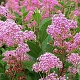 Ceanothus pallidus 'Perle Rose' 25-30 cm 3,5L