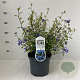 Ceratostigma willmottianum 25-30 cm 3,5L