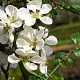 Chaenomeles spec. 'Nivalis' 30 cm 3,0L