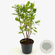 Clethra alnif. 'Pink Spire' 30-40 cm 3,0L