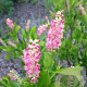 Clethra alnif. 'Rosea' 30-40 cm 3,0L