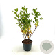 Clethra alnif. 'Ruby Spice' 30-40 cm 3,0L