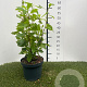 Clethra alnif. 'Ruby Spice' 30-40 cm 3,0L
